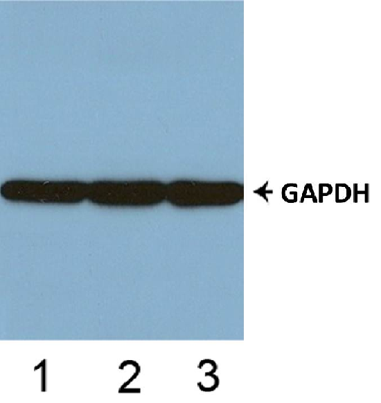 Arrestin 1 Cell Based ELISA Kit Arrestin 1 Cell Based ELISA Kit