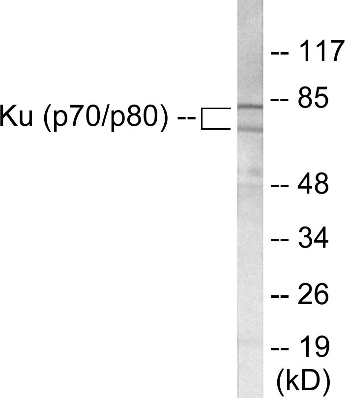 Ku70 + 80 Cell Based ELISA Kit
