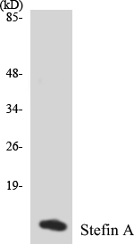 Stefin A Cell Based ELISA Kit