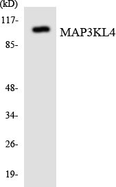 MAP3KL4 Cell Based ELISA Kit