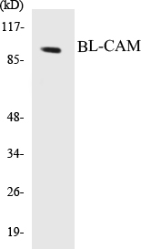 BL-CAM Cell Based ELISA Kit