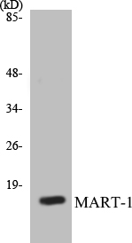 MART-1 Cell Based ELISA Kit
