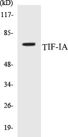 TIF-IA Cell Based ELISA Kit