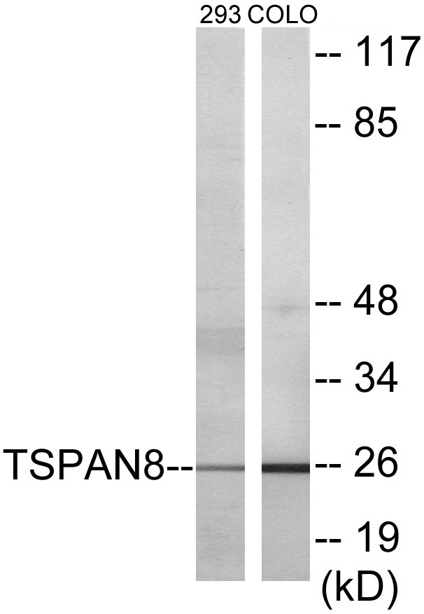 TSPAN8 Cell Based ELISA Kit