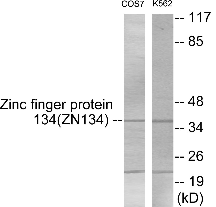 ZNF134 Cell Based ELISA Kit