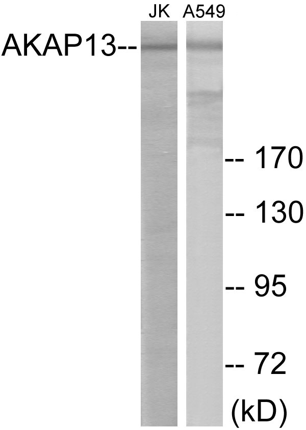 AKAP13 Cell Based ELISA Kit