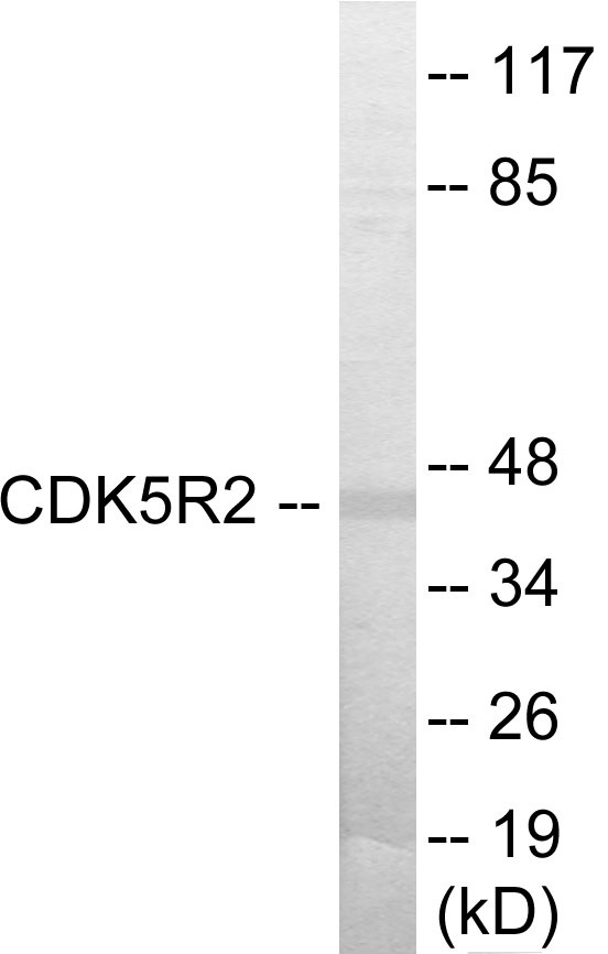 CDK5R2 Cell Based ELISA Kit