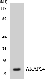 AKAP14 Cell Based ELISA Kit