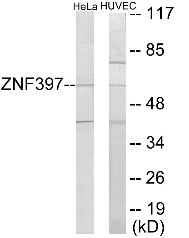 ZNF397 Cell Based ELISA Kit