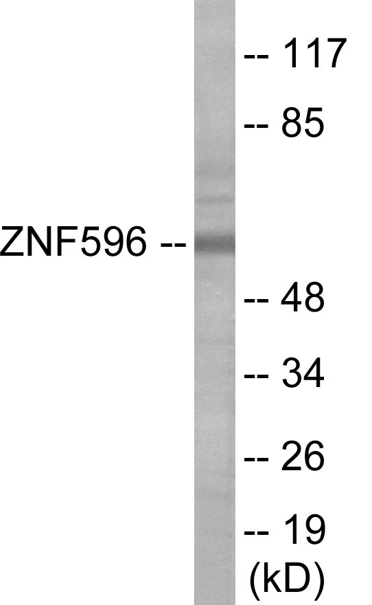 ZNF596 Cell Based ELISA Kit