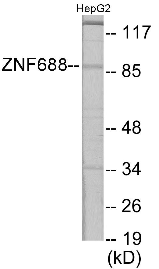 ZNF785 Cell Based ELISA Kit