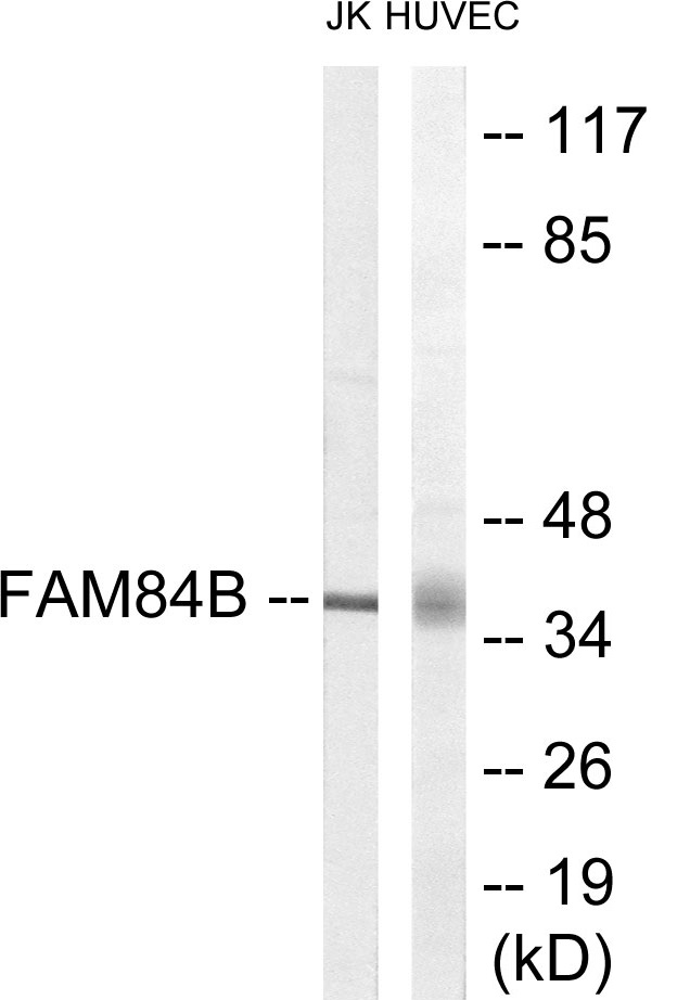 FAM84B Cell Based ELISA Kit