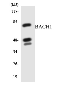 BACH1 Cell Based ELISA Kit