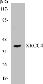 XRCC4 Cell Based ELISA Kit