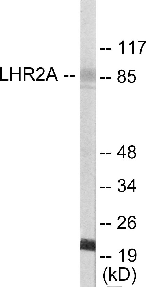 LHR2A Cell Based ELISA Kit