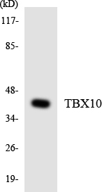 TBX10 Cell Based ELISA Kit