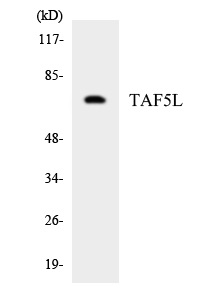 TAF5L Cell Based ELISA Kit
