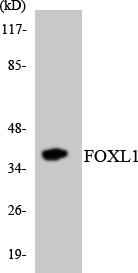 FOXL1 Cell Based ELISA Kit