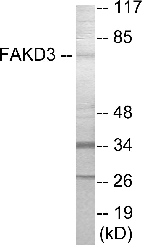FAKD3 Cell Based ELISA Kit