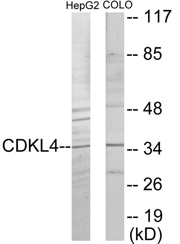 CDKL4 Cell Based ELISA Kit