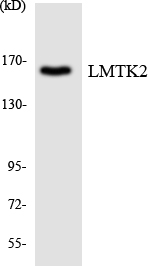 LMTK2 Cell Based ELISA Kit