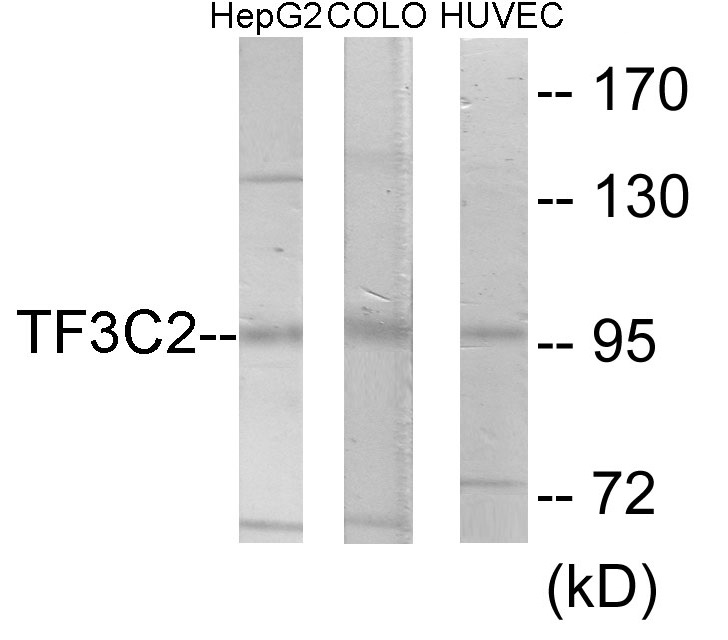 TF3C2 Cell Based ELISA Kit