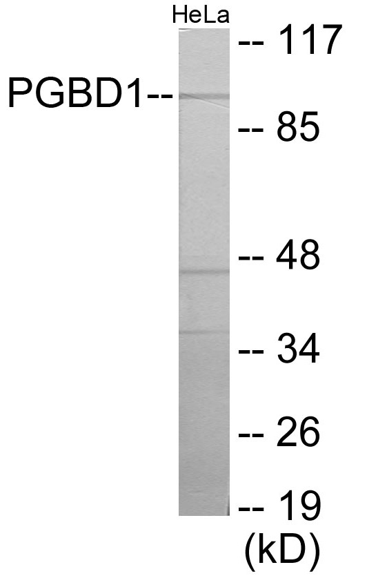 PGBD1 Cell Based ELISA Kit