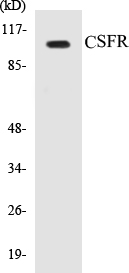 CSFR Cell Based ELISA Kit