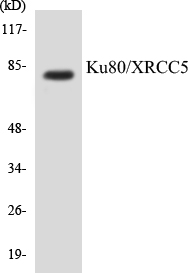 Ku80 Cell Based ELISA Kit