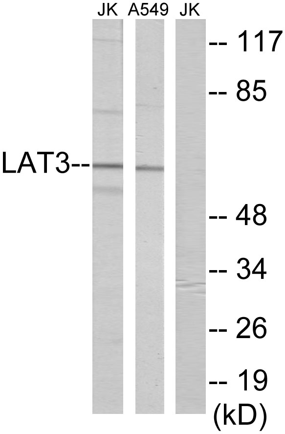 LAT3 Cell Based ELISA Kit