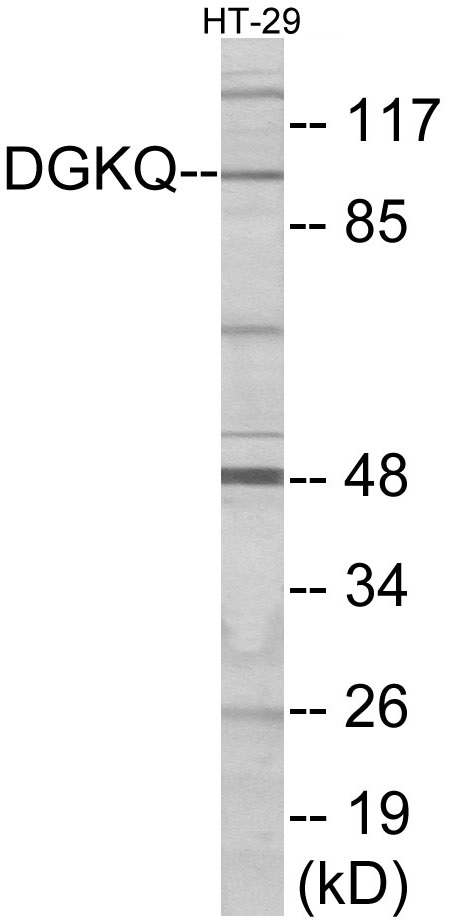 DGKQ Cell Based ELISA Kit