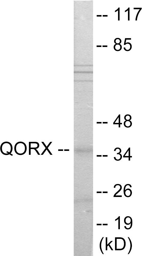 QORX Cell Based ELISA Kit