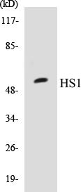 HS1 Cell Based ELISA Kit