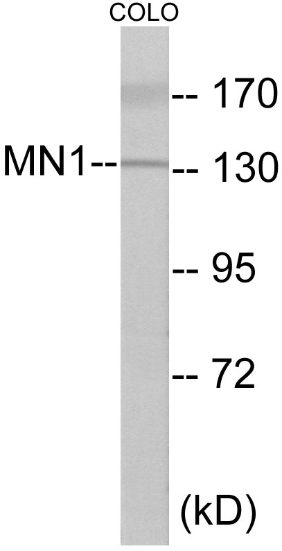 MN1 Cell Based ELISA Kit