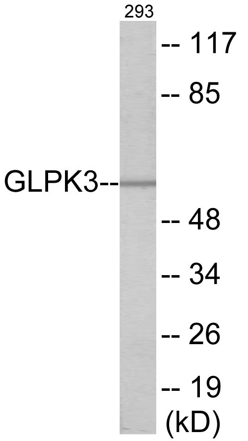 GK3 Cell Based ELISA Kit
