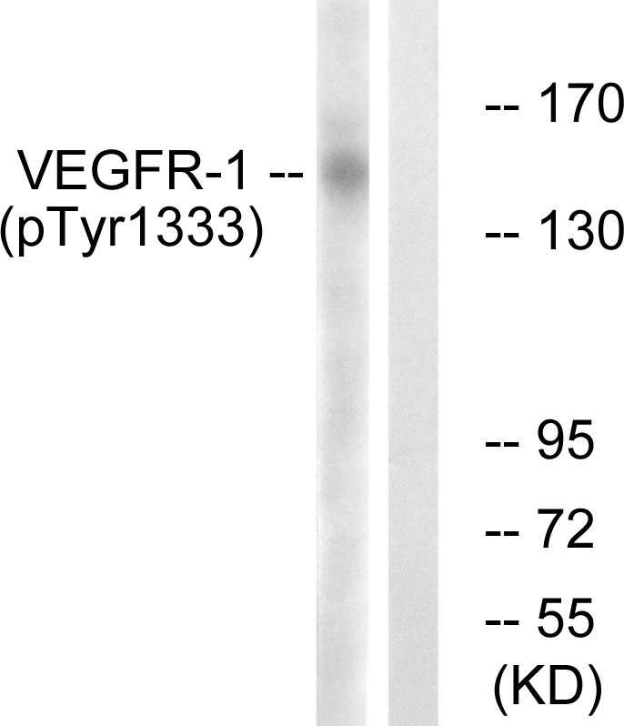 VEGFR1 (phospho Tyr1333) Cell Based ELISA Kit