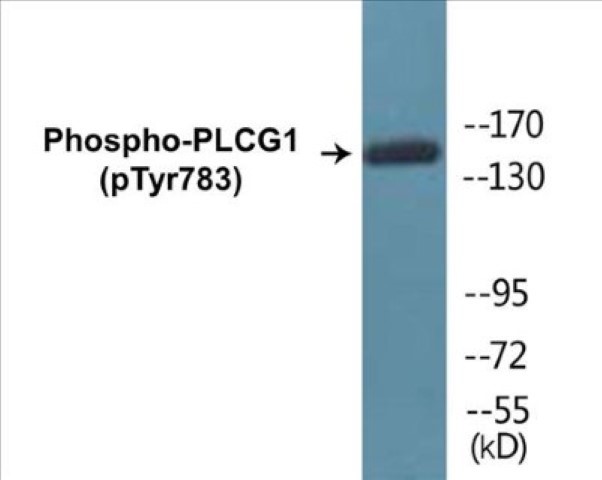 PLCG1 (phospho Tyr783) Cell Based ELISA Kit