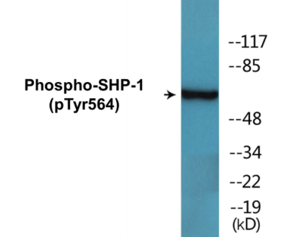 SHP-1 (phospho Tyr564) Cell Based ELISA Kit