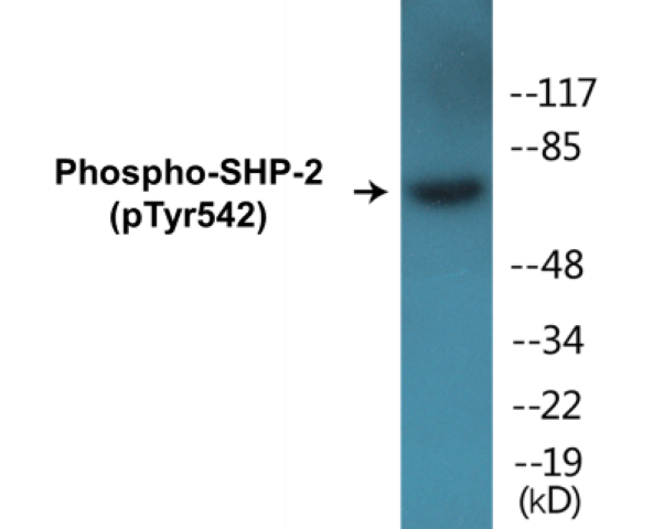 SHP-2 (phospho Tyr542) Cell Based ELISA Kit