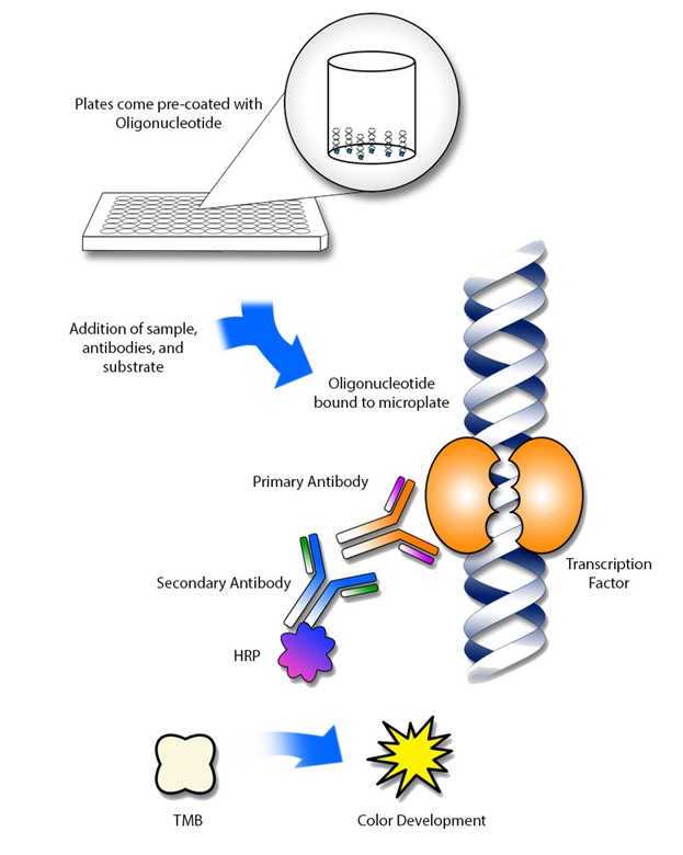 Thyroid Hormone Receptor alpha ELISA Kit Thyroid Hormone Receptor alpha ELISA Kit
