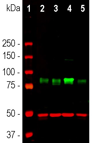 Anti-MARCKS Antibody Anti-MARCKS Antibody
