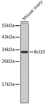 Anti-Bcl10 Antibody