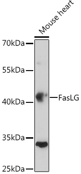 Anti-Fas Ligand Antibody