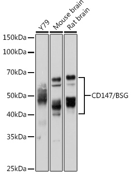 Anti-CD147 Antibody