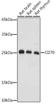 Anti-CD70 Antibody