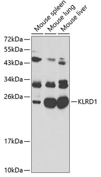Anti-CD94 Antibody