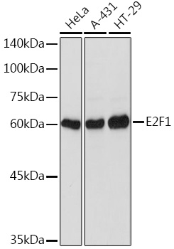 Anti-E2F1 Antibody