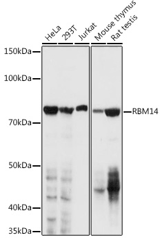 Anti-RBM14 Antibody