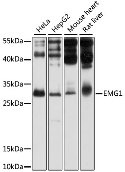 Anti-EMG1 Antibody