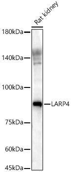 Anti-LARP4 Antibody